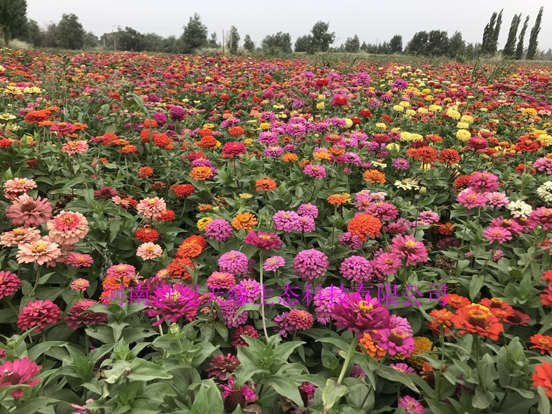 百日草花大，色艳，花期长，花海必备大量种子供应中