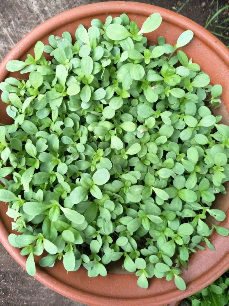 百日草花大，色艳，花期长，花海必备大量种子供应中