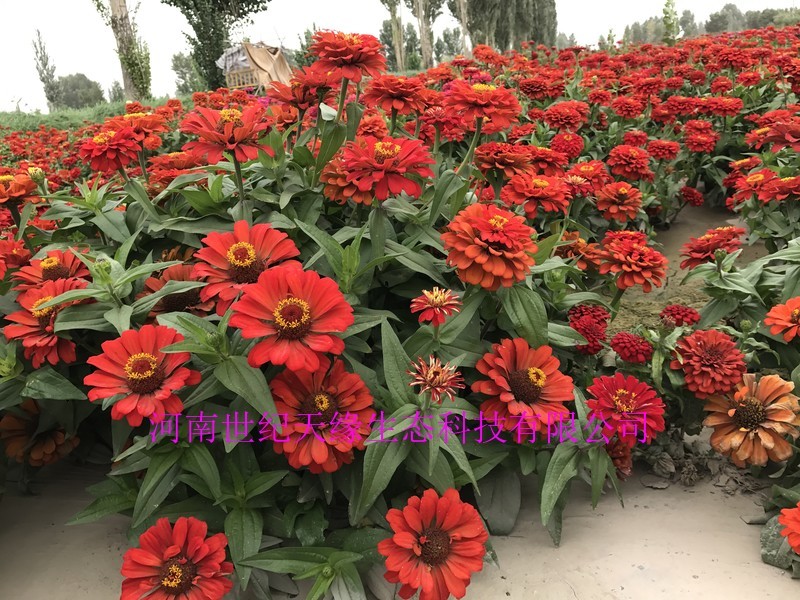 百日草花大，色艳，花期长，花海必备大量种子供应中