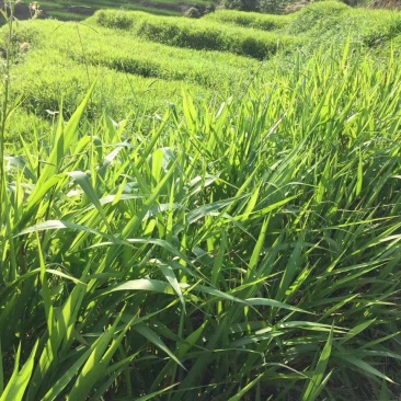 宽叶雀稗南方牧草绿肥，和水土保持先锋作物种子