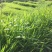 宽叶雀稗南方牧草绿肥，和水土保持先锋作物种子