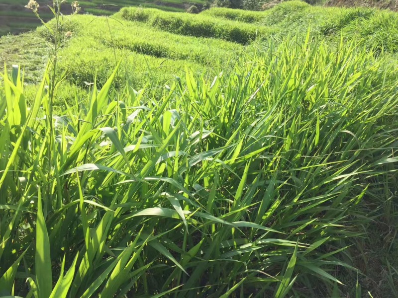 宽叶雀稗南方牧草绿肥，和水土保持先锋作物种子