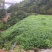 宽叶雀稗南方牧草绿肥，和水土保持先锋作物种子
