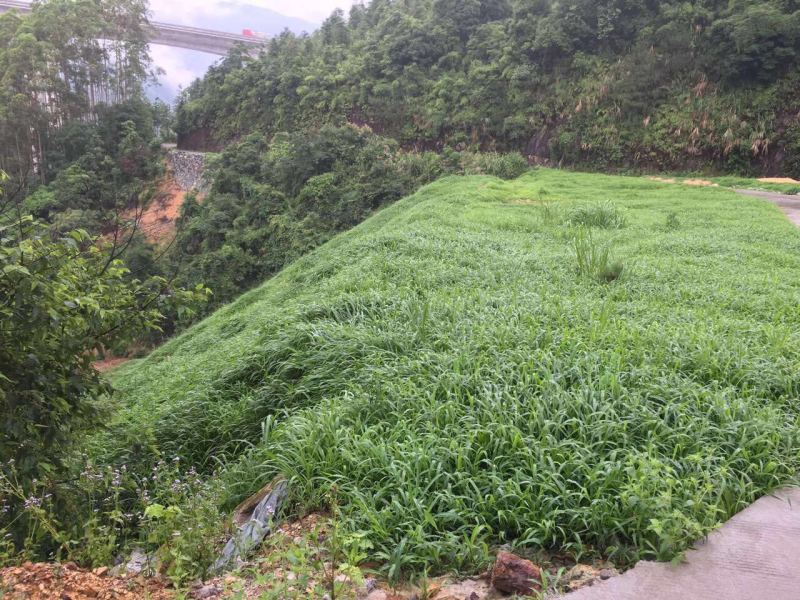 宽叶雀稗南方牧草绿肥，和水土保持先锋作物种子