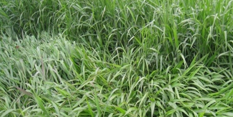 宽叶雀稗南方牧草绿肥，和水土保持先锋作物种子