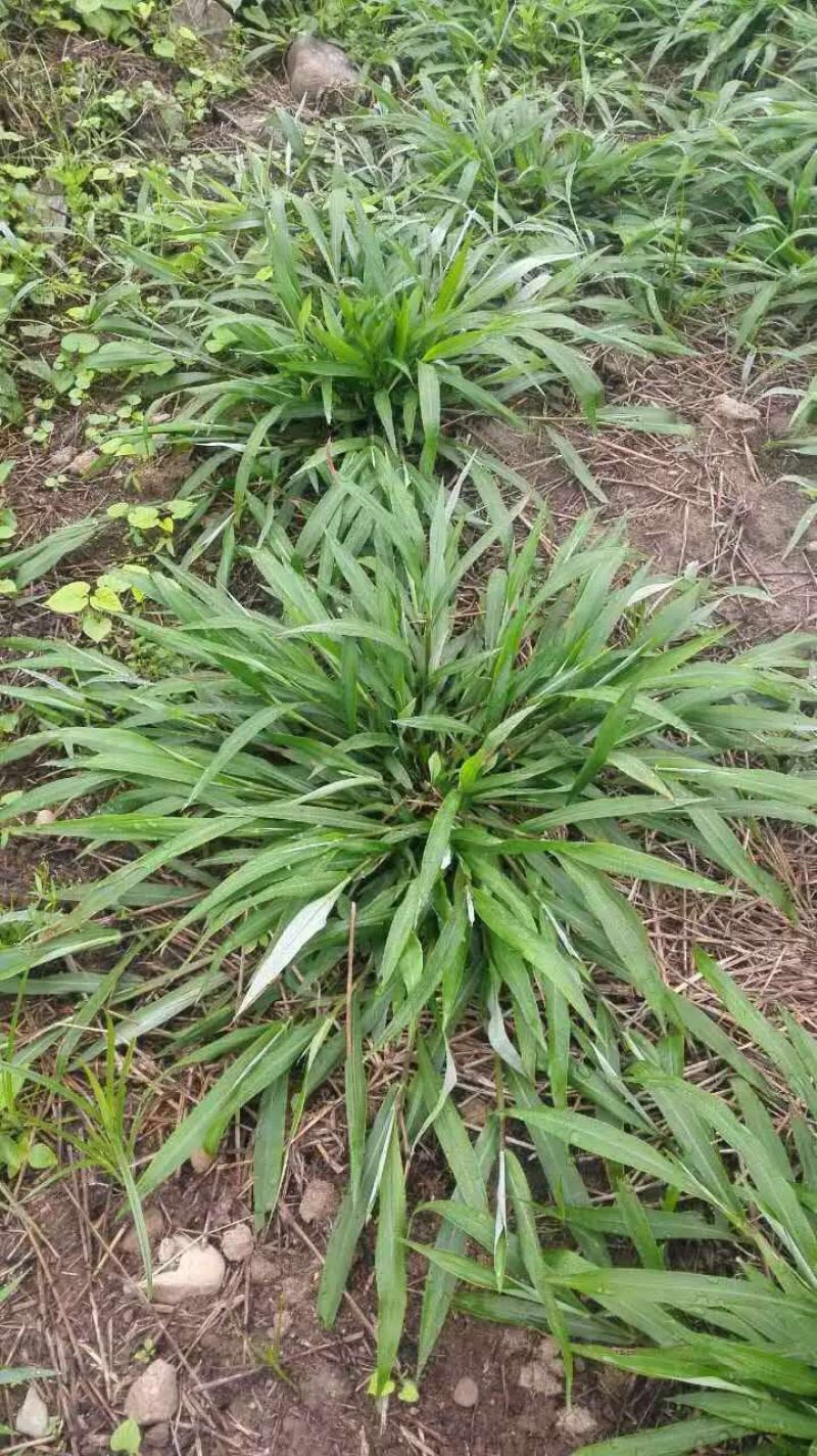宽叶雀稗南方牧草绿肥，和水土保持先锋作物种子