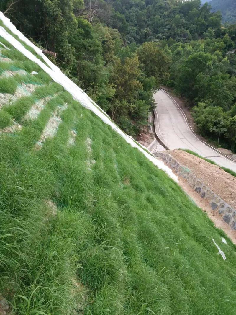 宽叶雀稗南方牧草绿肥，和水土保持先锋作物种子