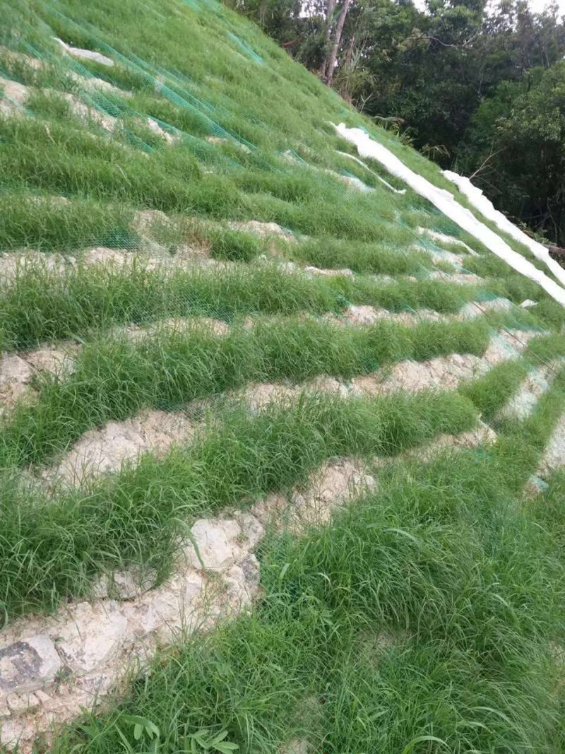 宽叶雀稗南方牧草绿肥，和水土保持先锋作物种子