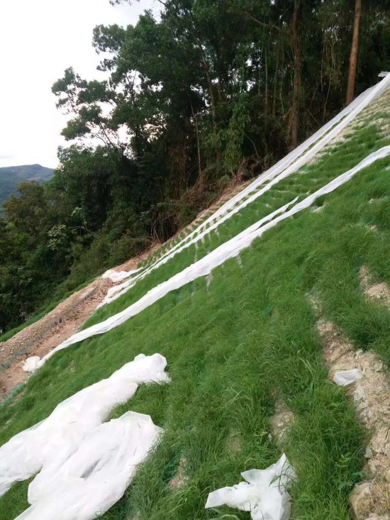 宽叶雀稗南方牧草绿肥，和水土保持先锋作物种子