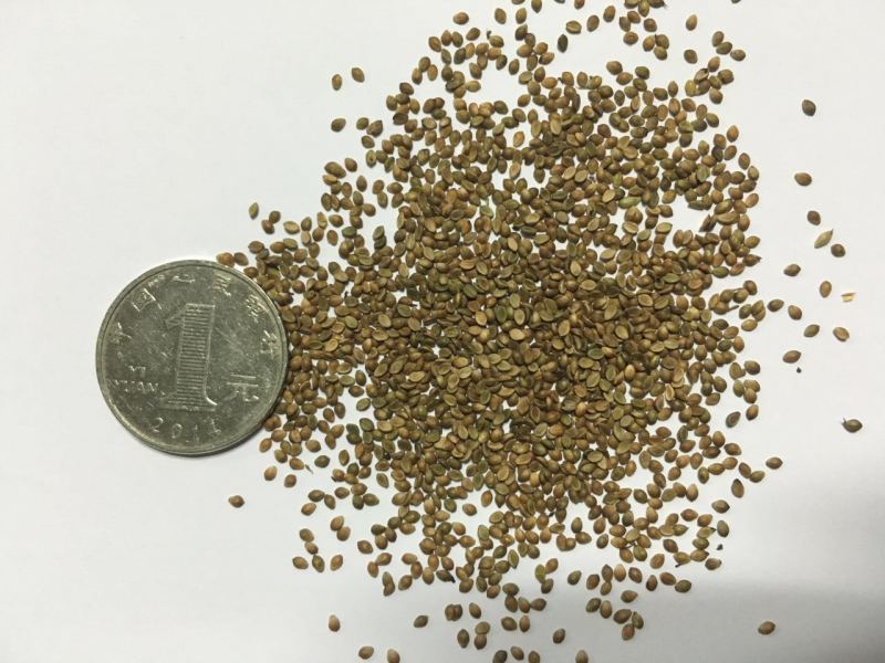 宽叶雀稗南方牧草绿肥，和水土保持先锋作物种子
