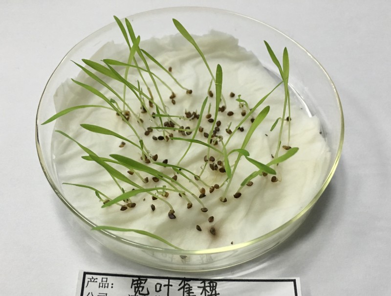 宽叶雀稗南方牧草绿肥，和水土保持先锋作物种子