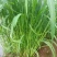 小米草种子