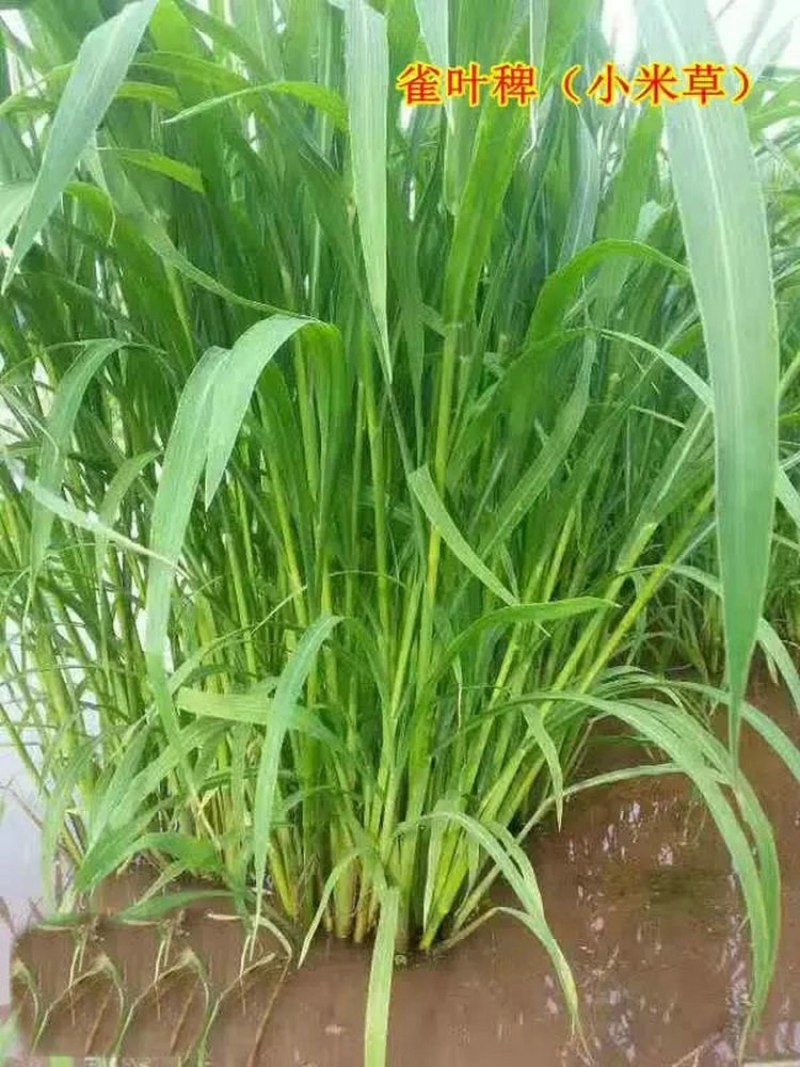 小米草种子