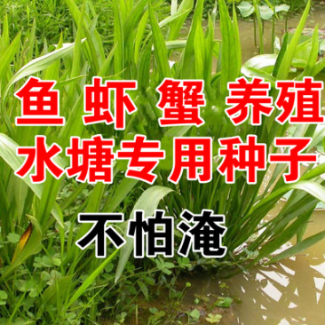 小米草种子