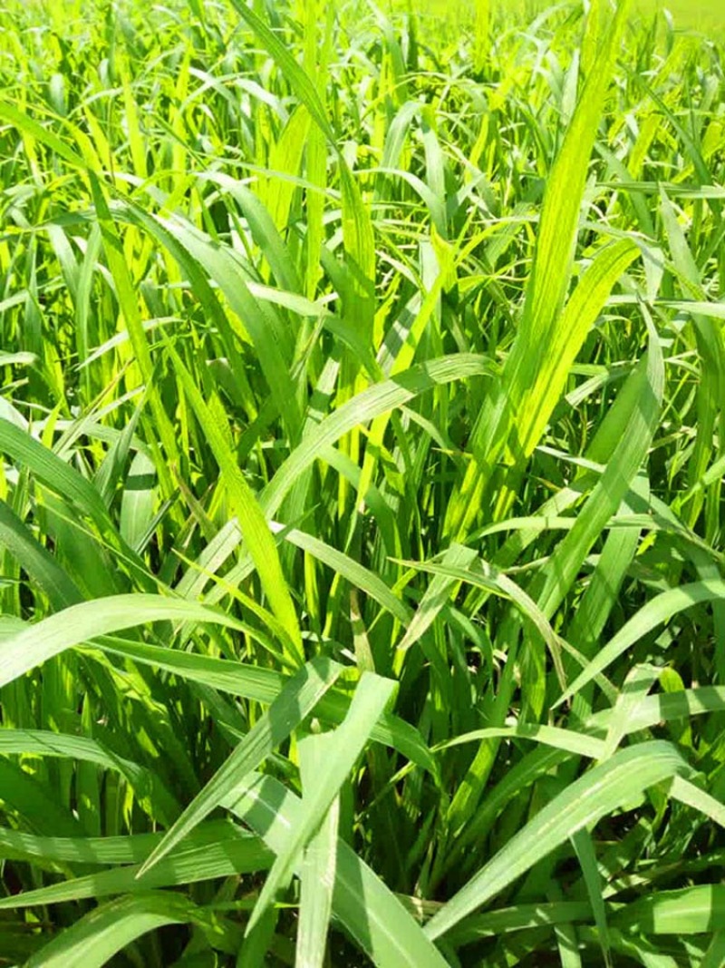 小米草种子