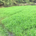 小米草种子