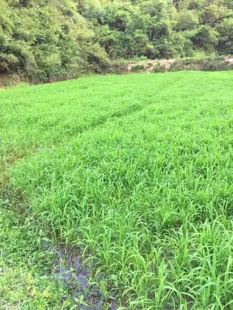 小米草种子