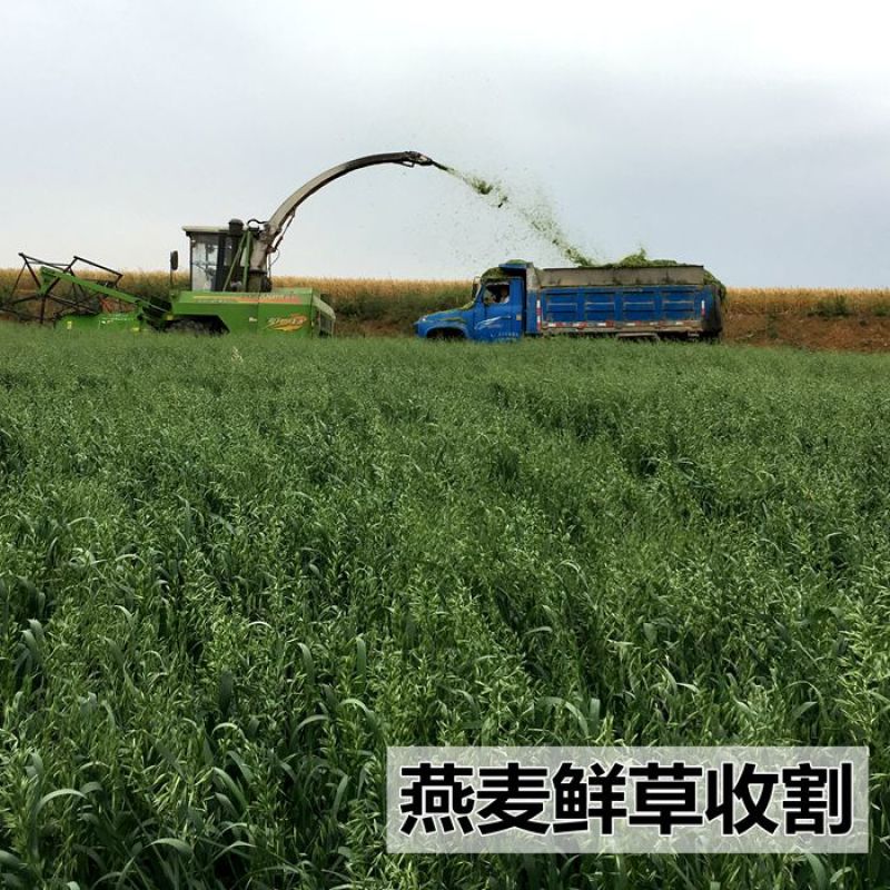 饲用燕麦种子边锋牧草籽高产饲料作物耐寒好产量高