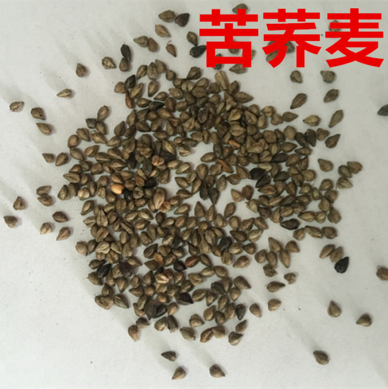 荞麦种子甜荞麦苦荞麦种孑五谷杂粮荞麦种籽荞麦面荞麦