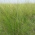披碱草种子抗风沙耐旱耐盐碱草籽耐寒多年生四季牧草种子