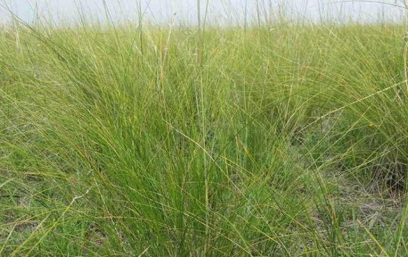披碱草种子抗风沙耐旱耐盐碱草籽耐寒多年生四季牧草种子