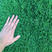 四季青草坪种子护坡草子高羊茅狗牙根黑麦草耐践踏庭院绿化草