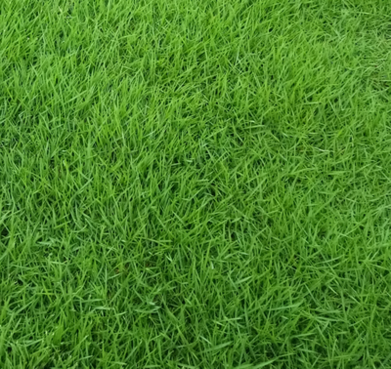 四季青草坪种子护坡草子高羊茅狗牙根黑麦草耐践踏庭院绿化草
