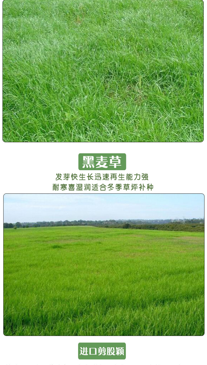 四季青草坪种子护坡草子高羊茅狗牙根黑麦草耐践踏庭院绿化草