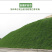 四季青草坪种子护坡草子高羊茅狗牙根黑麦草耐践踏庭院绿化草