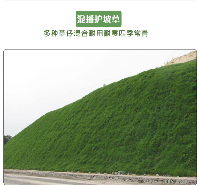 四季青草坪种子护坡草子高羊茅狗牙根黑麦草耐践踏庭院绿化草