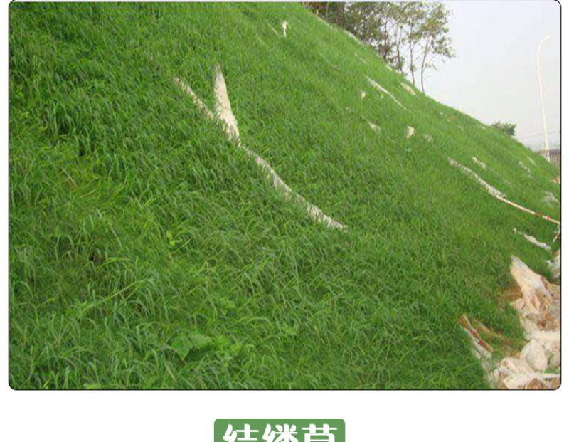 四季青草坪种子护坡草子高羊茅狗牙根黑麦草耐践踏庭院绿化草