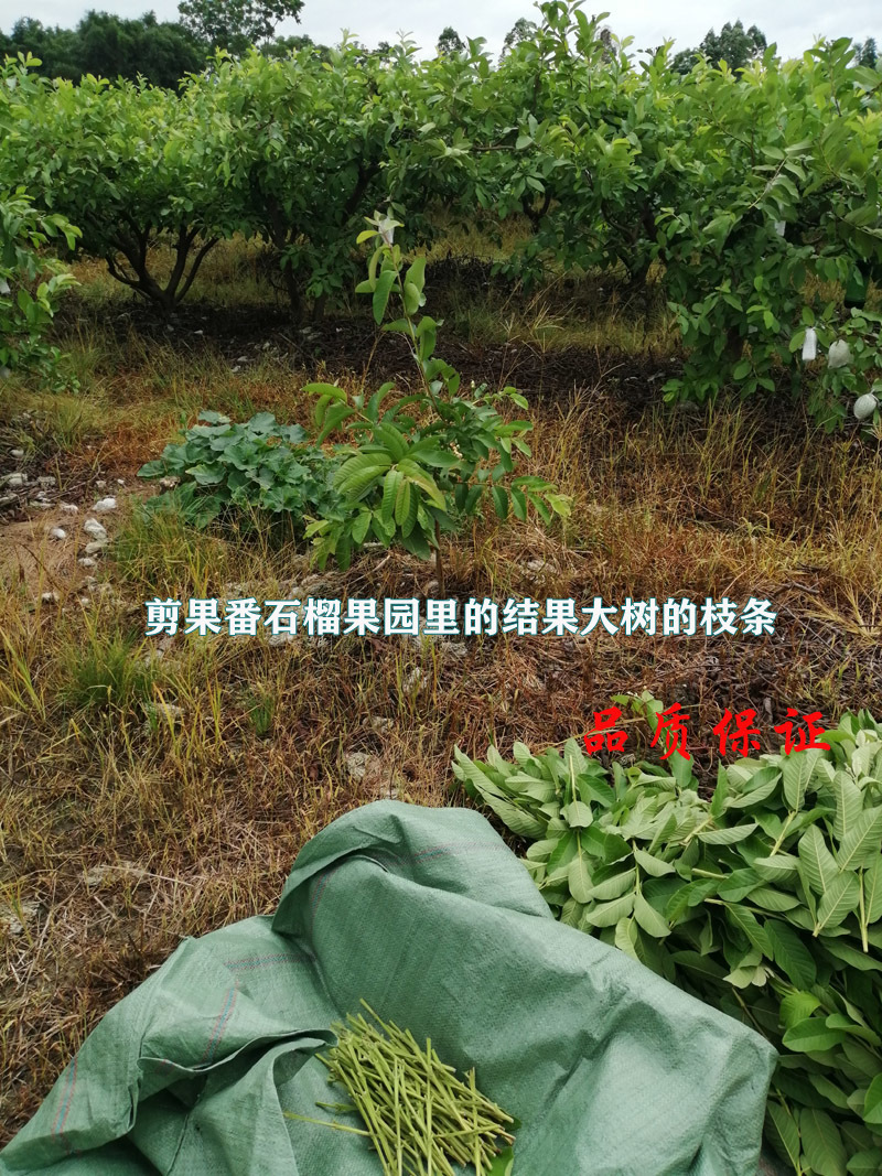 台湾珍珠番石榴芭树苗嫁接苗芭乐四季结果高产当年结果包正宗