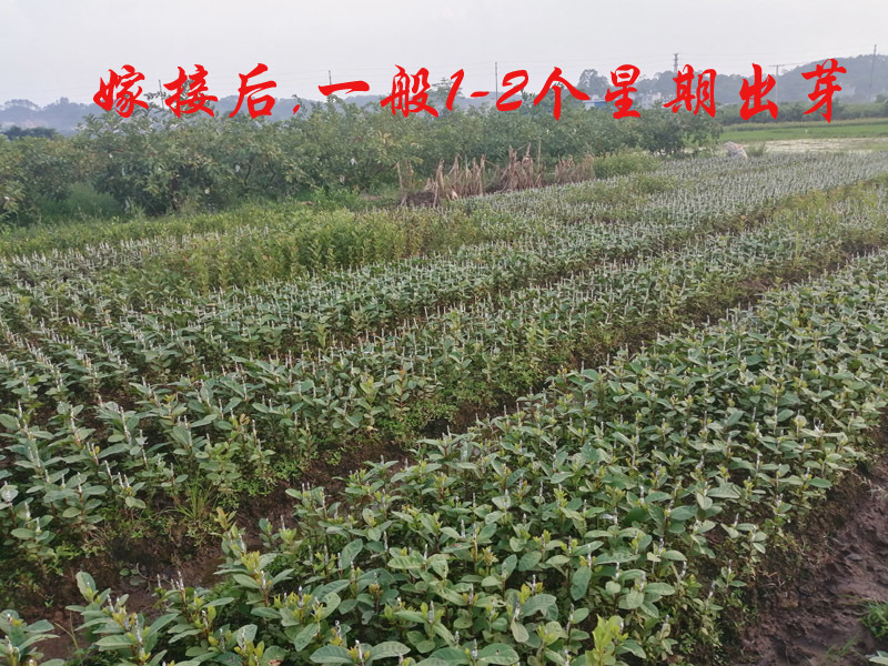 台湾珍珠番石榴芭树苗嫁接苗芭乐四季结果高产当年结果包正宗