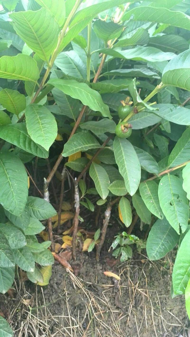 台湾珍珠番石榴芭树苗嫁接苗芭乐四季结果高产当年结果包正宗