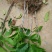 白兰花树苗嫁接苗花绿化树苗