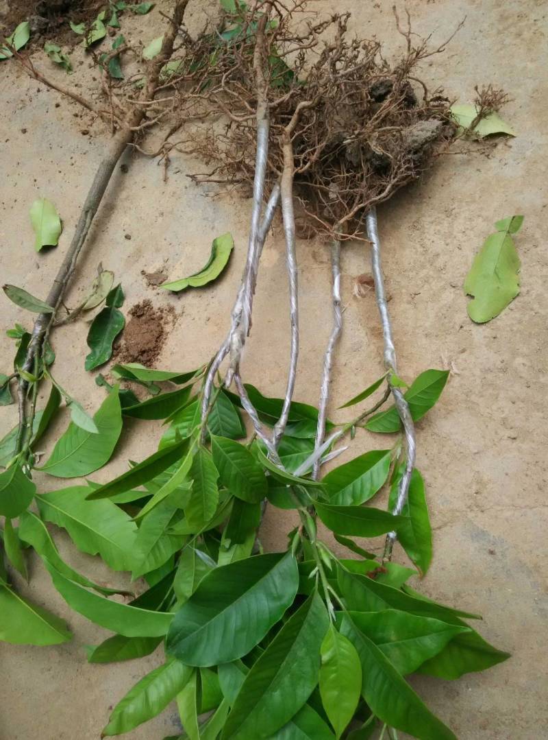 白兰花树苗嫁接苗花绿化树苗