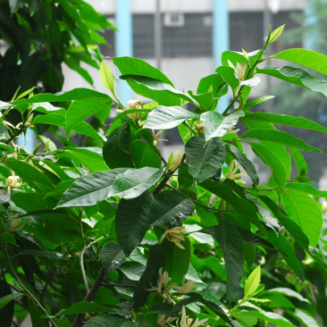 白兰花树苗嫁接苗花绿化树苗