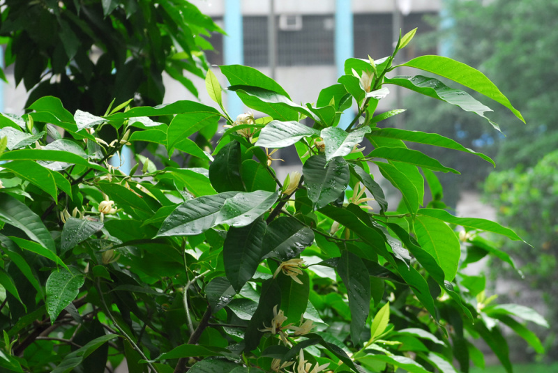 白兰花树苗嫁接苗花绿化树苗