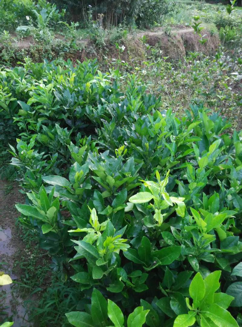 天皇蜜柚树苗嫁接苗广西苗圃发货包正宗白肉中秋成熟