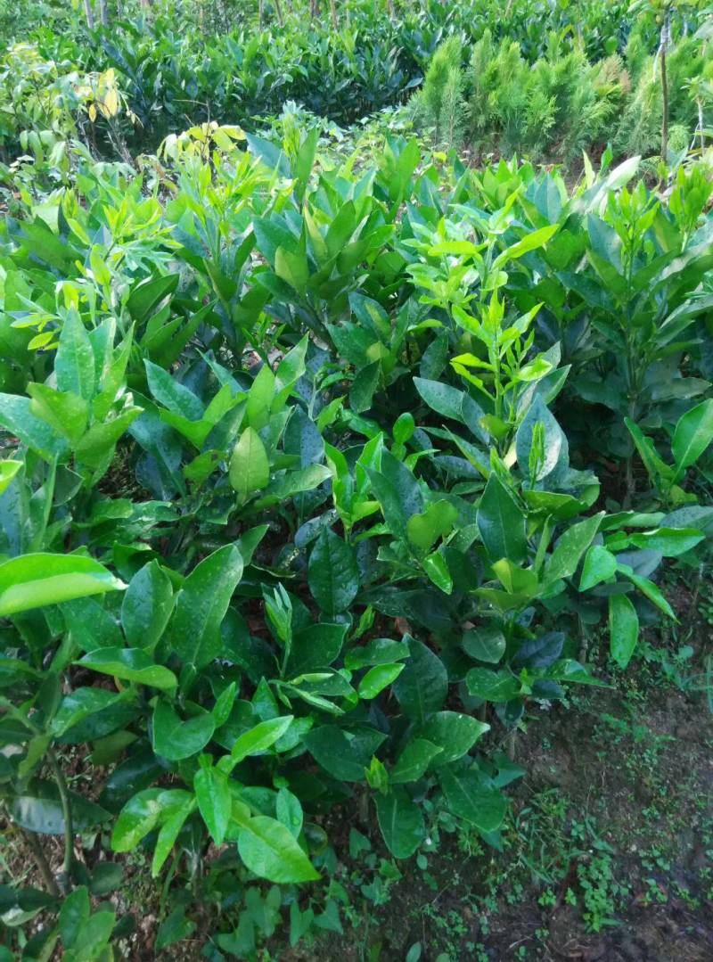天皇蜜柚树苗嫁接苗广西苗圃发货包正宗白肉中秋成熟
