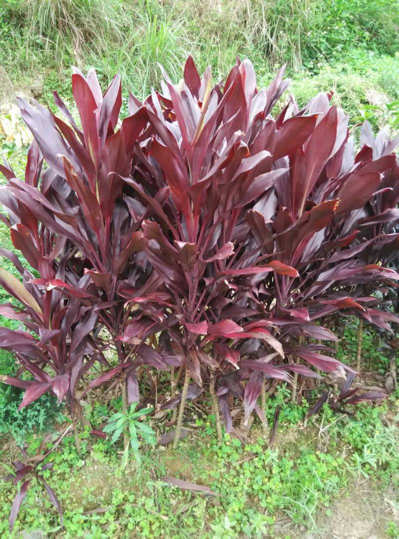 红叶朱蕉树苗广西苗圃发货包正宗带叶子发货