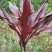 红叶朱蕉树苗广西苗圃发货包正宗带叶子发货