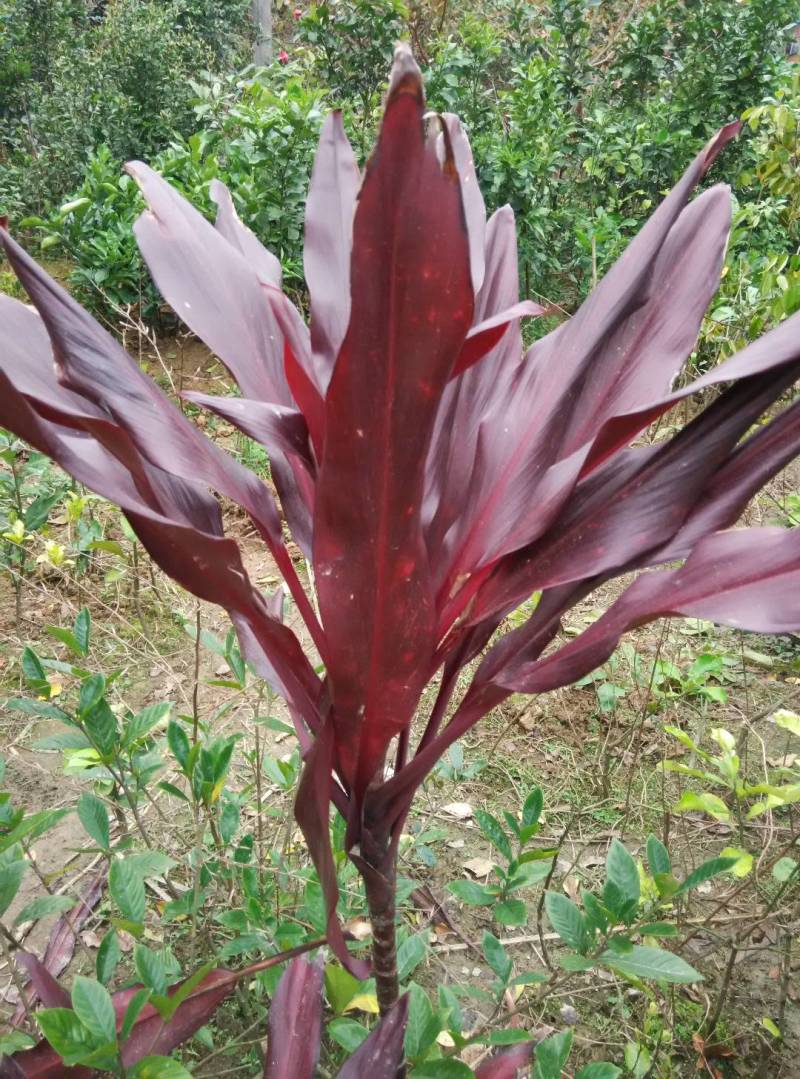 红叶朱蕉树苗广西苗圃发货包正宗带叶子发货