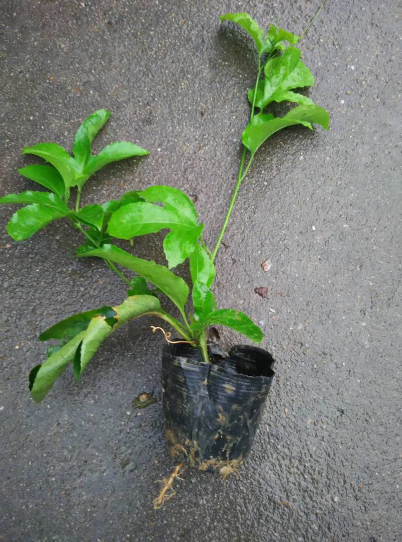 百香果苗紫香一号百香果苗
