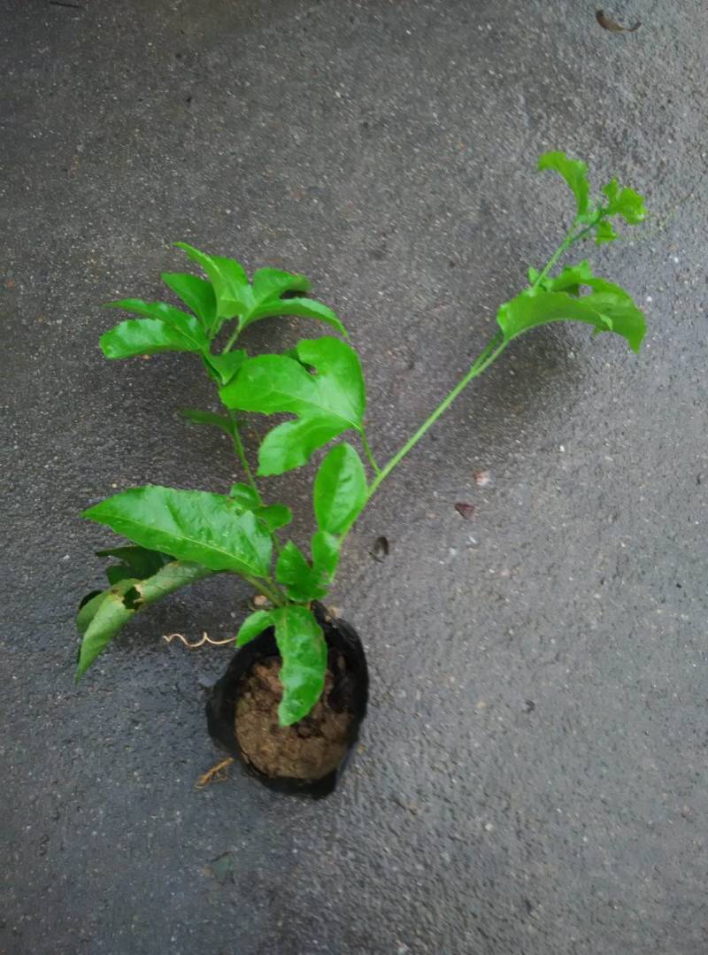 百香果苗紫香一号百香果苗