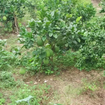 红肉蜜柚树苗嫁接苗广西苗圃发货带叶子发货包正宗