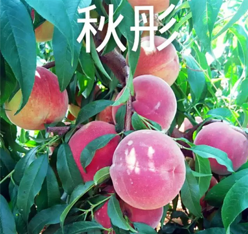 秋彤桃，好吃的桃树苗木新品种，中秋节上市