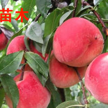 红不软桃树苗新品种，可以视频看货，支持线上保障交易