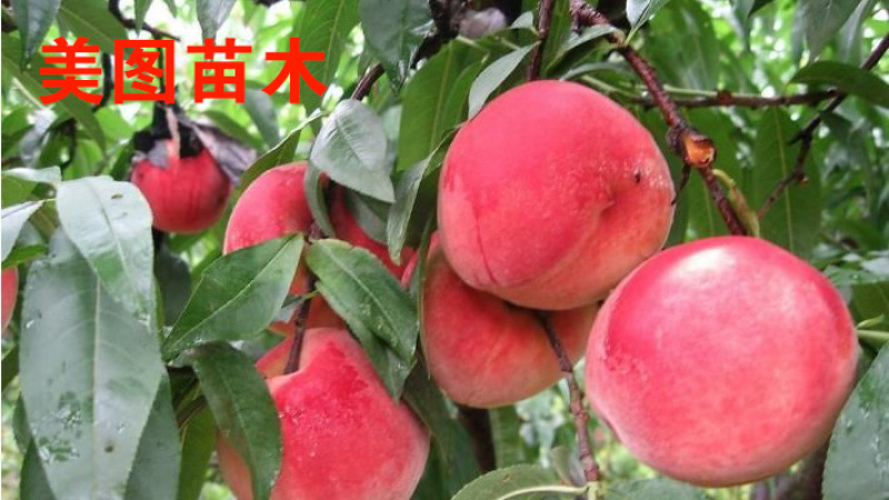 红不软桃树苗新品种，可以视频看货，支持线上保障交易