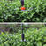 60cm无防滴吊挂微喷套装大棚农用雾化微喷微喷头灌溉系统